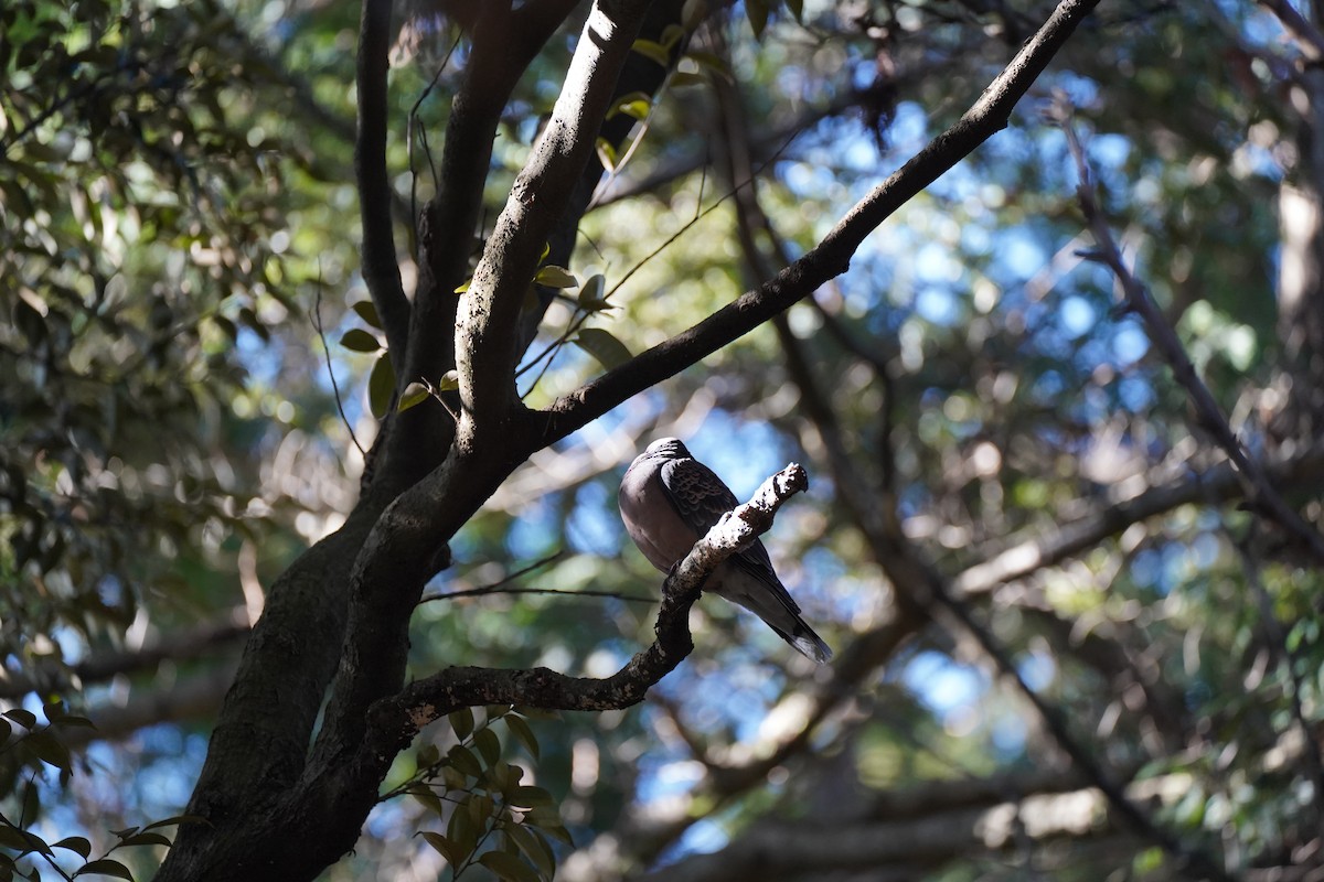 Горлиця велика - ML647818819