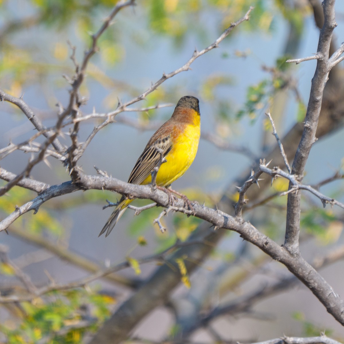 Вівсянка чорноголова - ML647818824