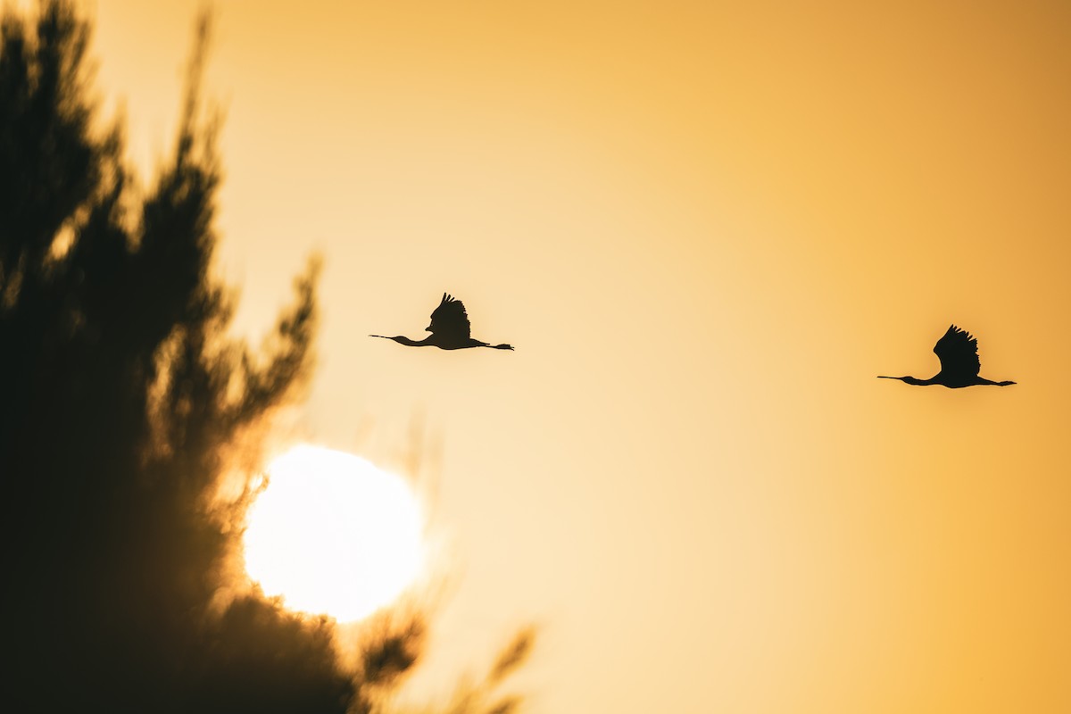 Косар королівський - ML647818825