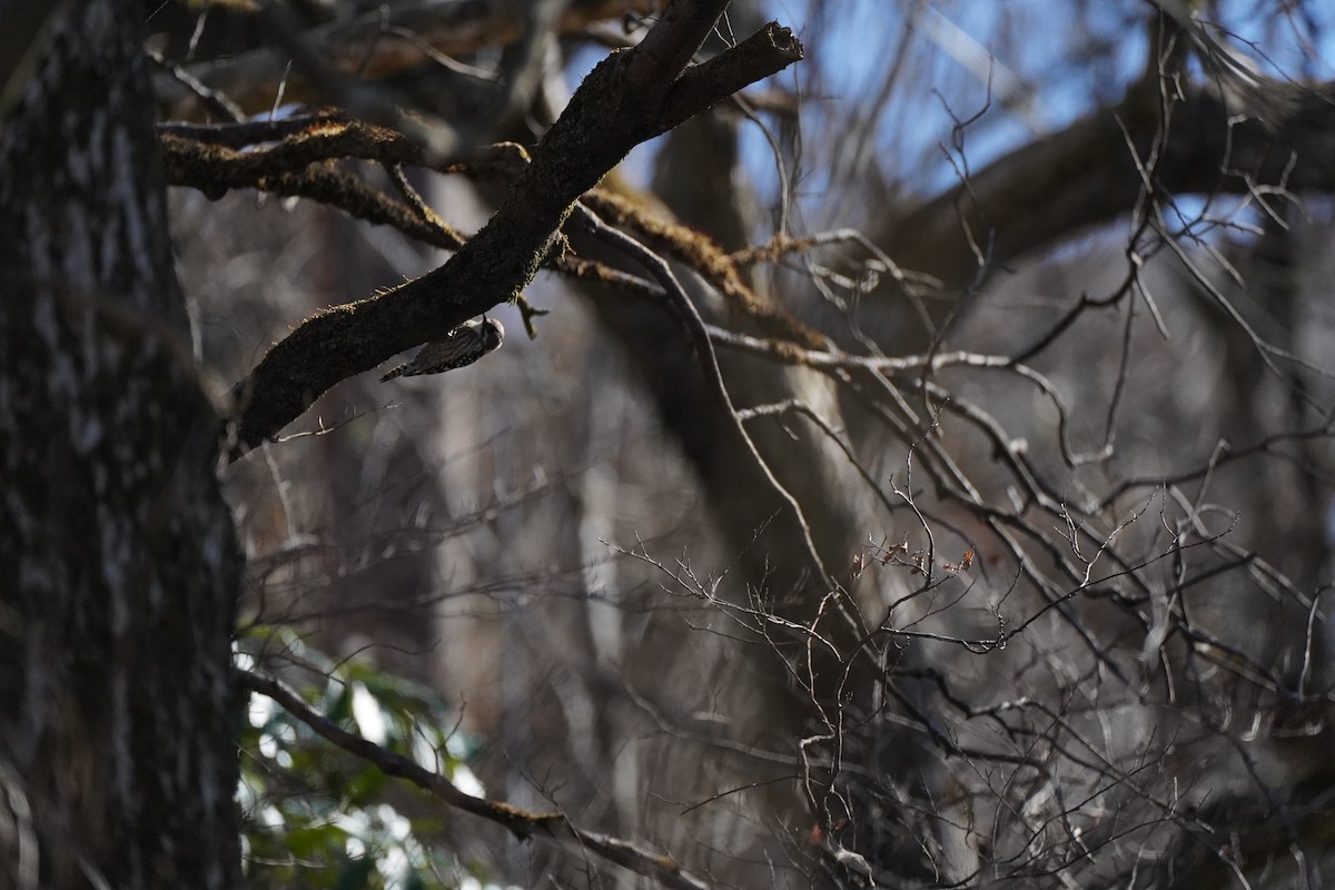 Дятел бурощокий - ML647818826