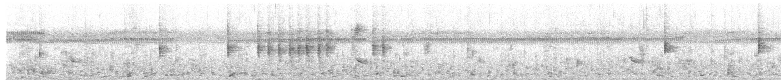 Смугастоволець білобровий - ML647818827