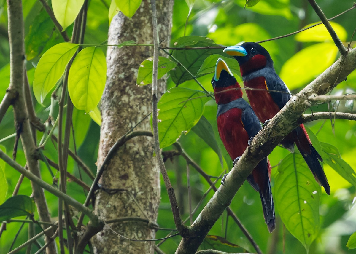 Рогодзьоб червоночеревий [група macrorhynchos] - ML647818828