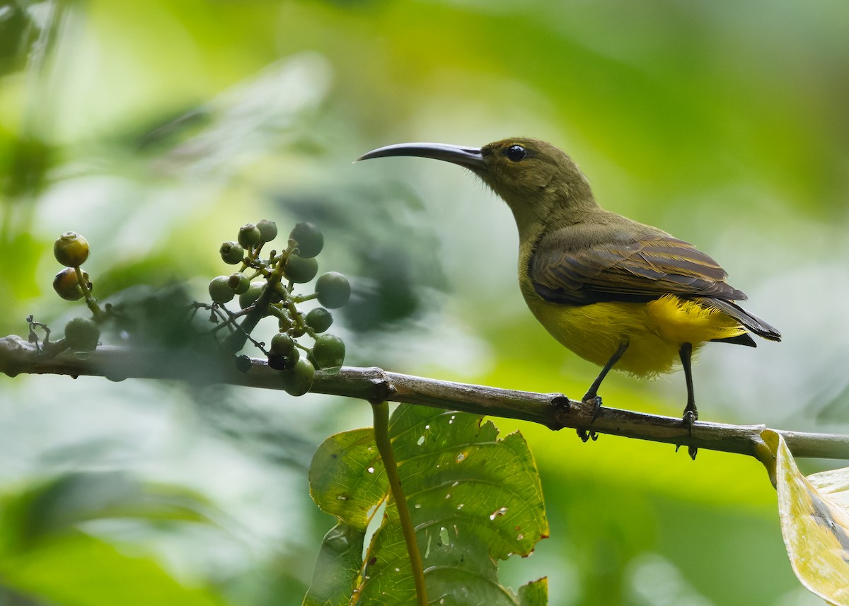 Павуколов товстодзьобий - ML647818830