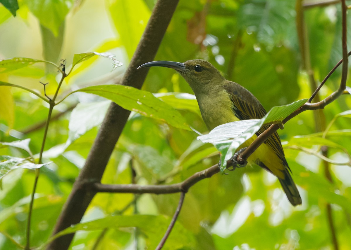 Павуколов товстодзьобий - ML647818831