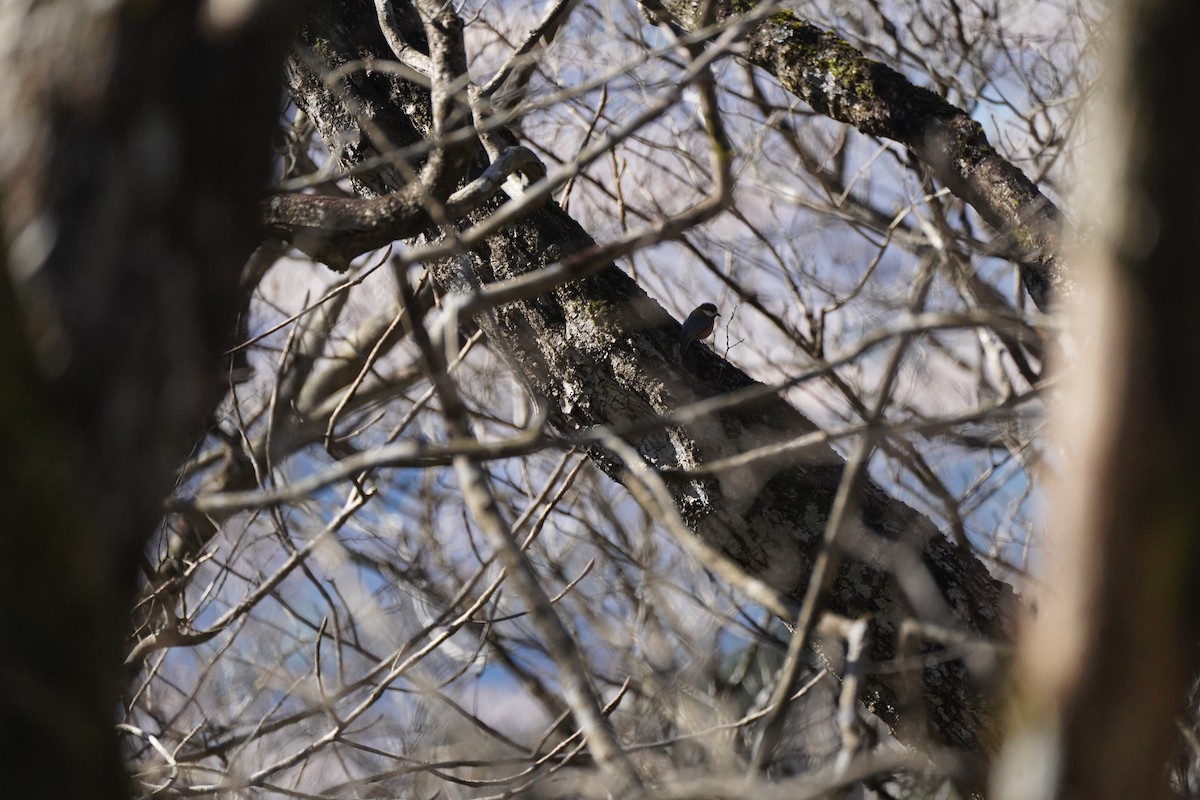 Гаїчка японська - ML647818832