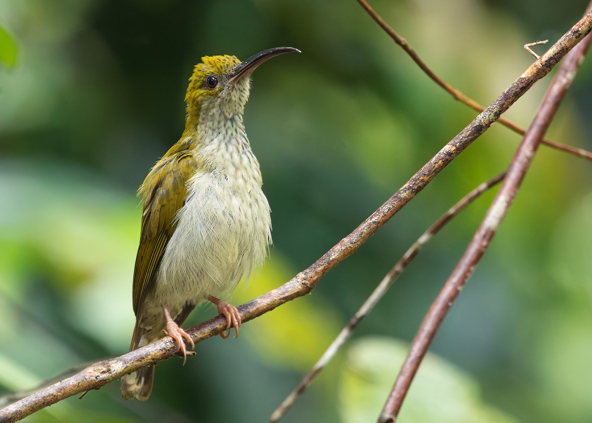 Павуколов борнейський - ML647818833