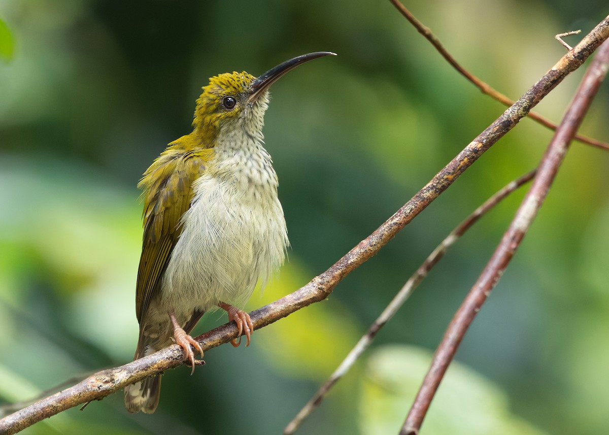 Павуколов борнейський - ML647818834