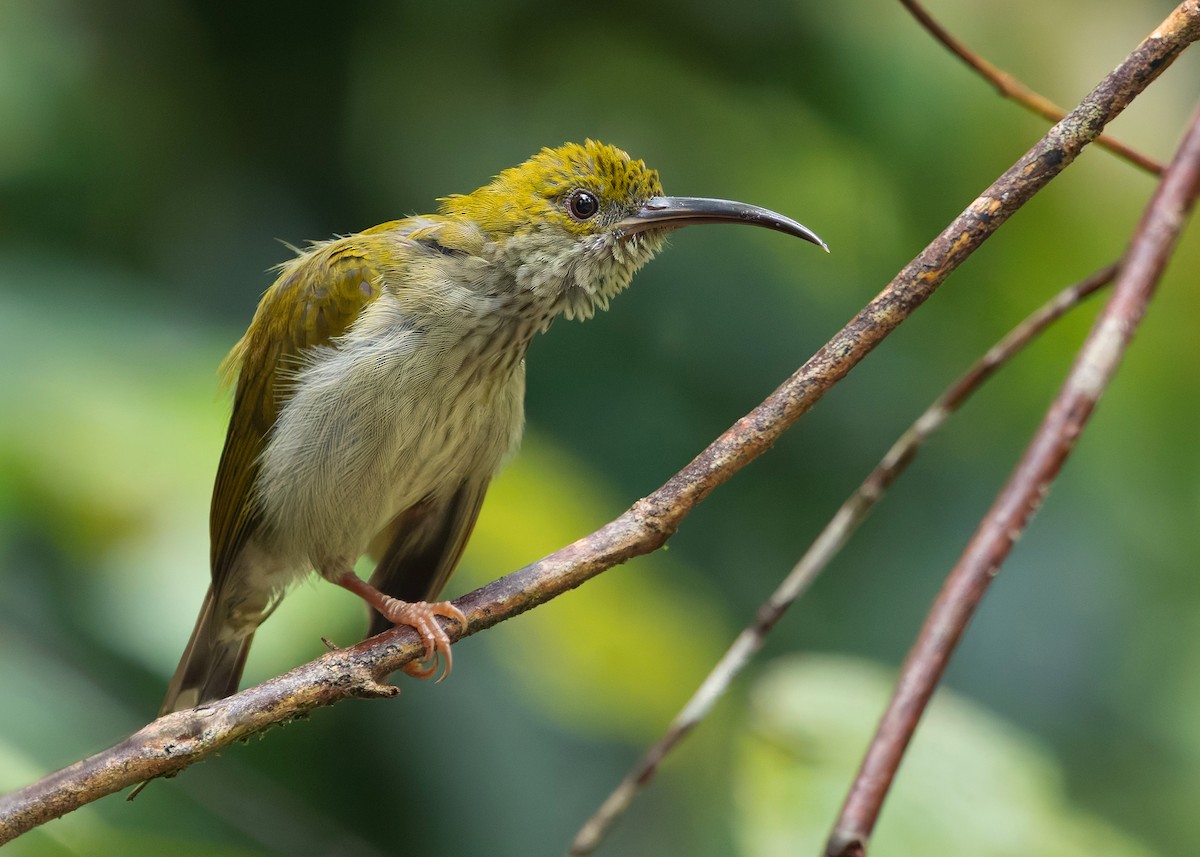 Павуколов борнейський - ML647818835