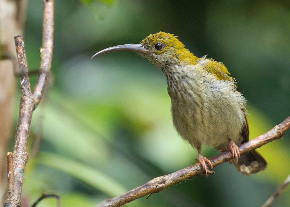 Павуколов борнейський - ML647818836