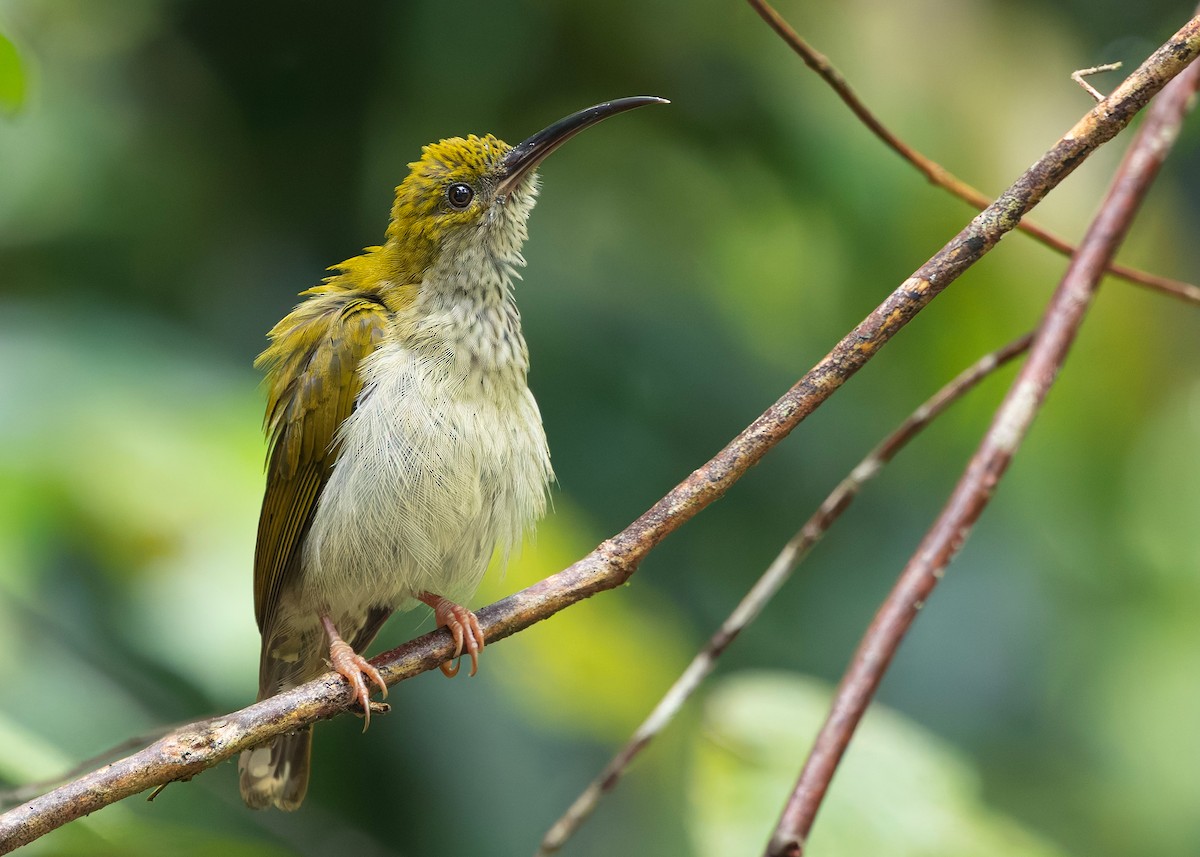 Павуколов борнейський - ML647818837