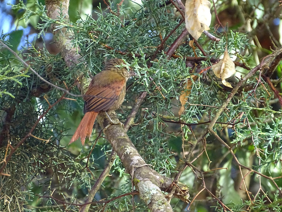 Курутія бліда - ML647818838