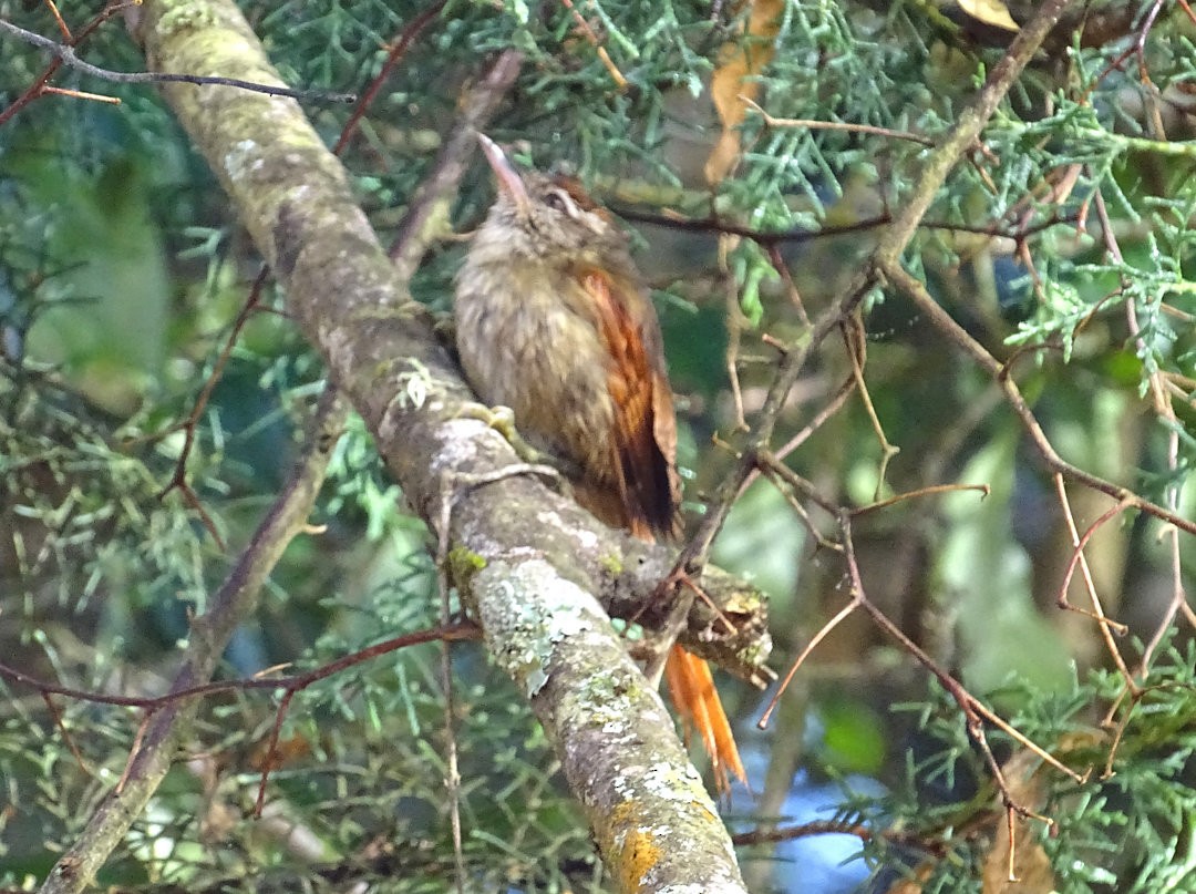 Курутія бліда - ML647818839