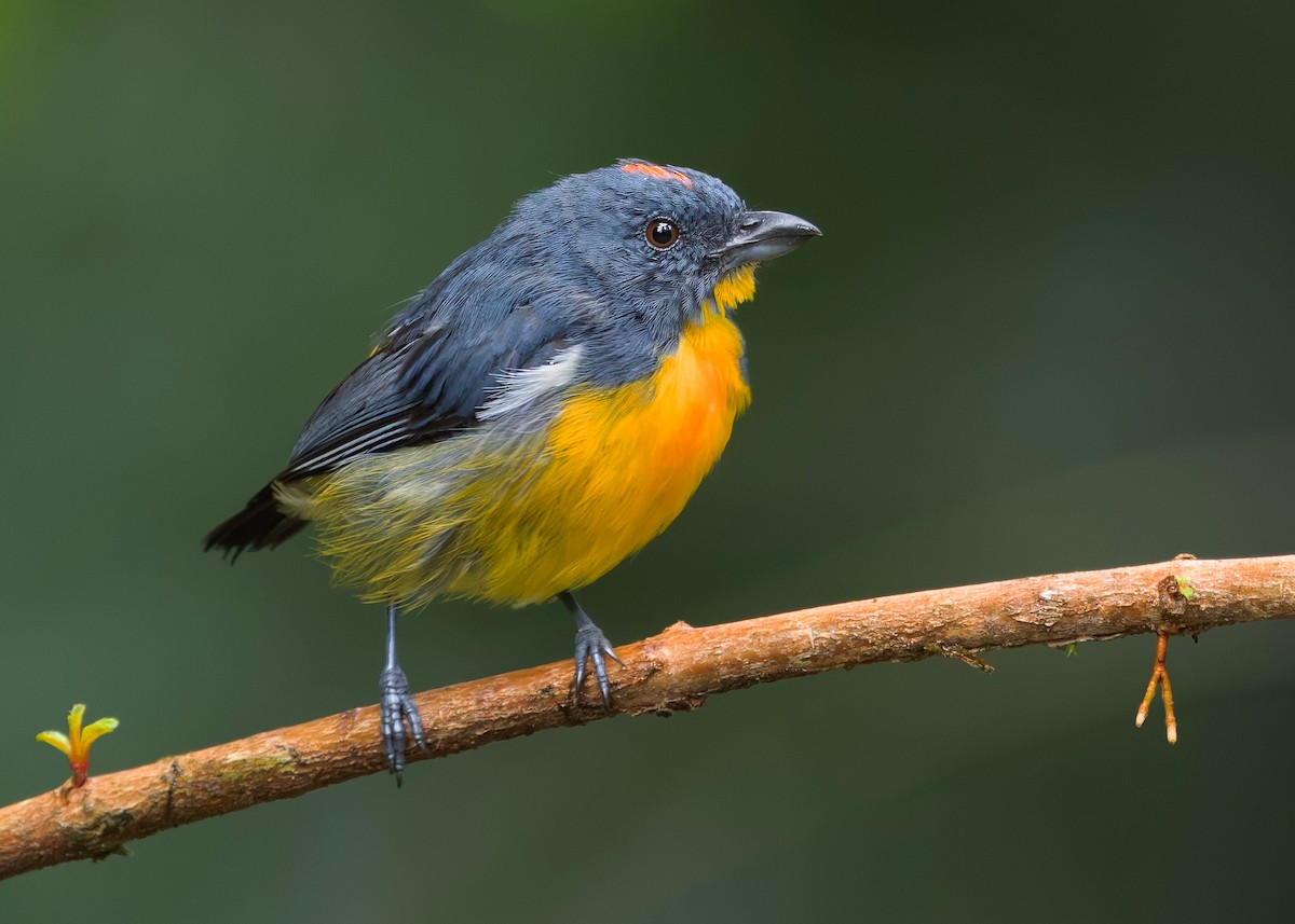 Красняк борнейський - ML647818843