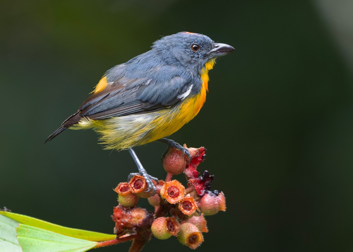 Красняк борнейський - ML647818844