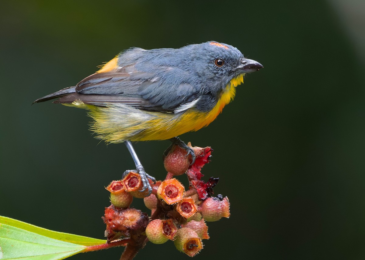 Красняк борнейський - ML647818845