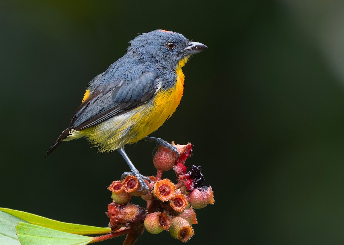 Красняк борнейський - ML647818847