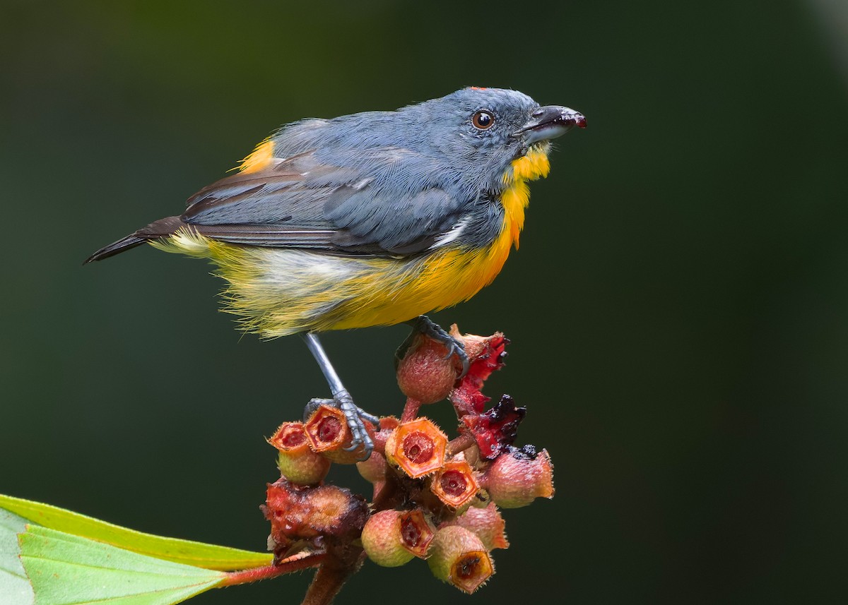 Красняк борнейський - ML647818848