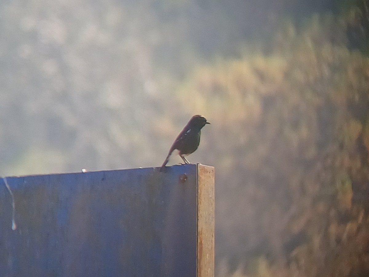 Трав'янка чорна - ML647818849