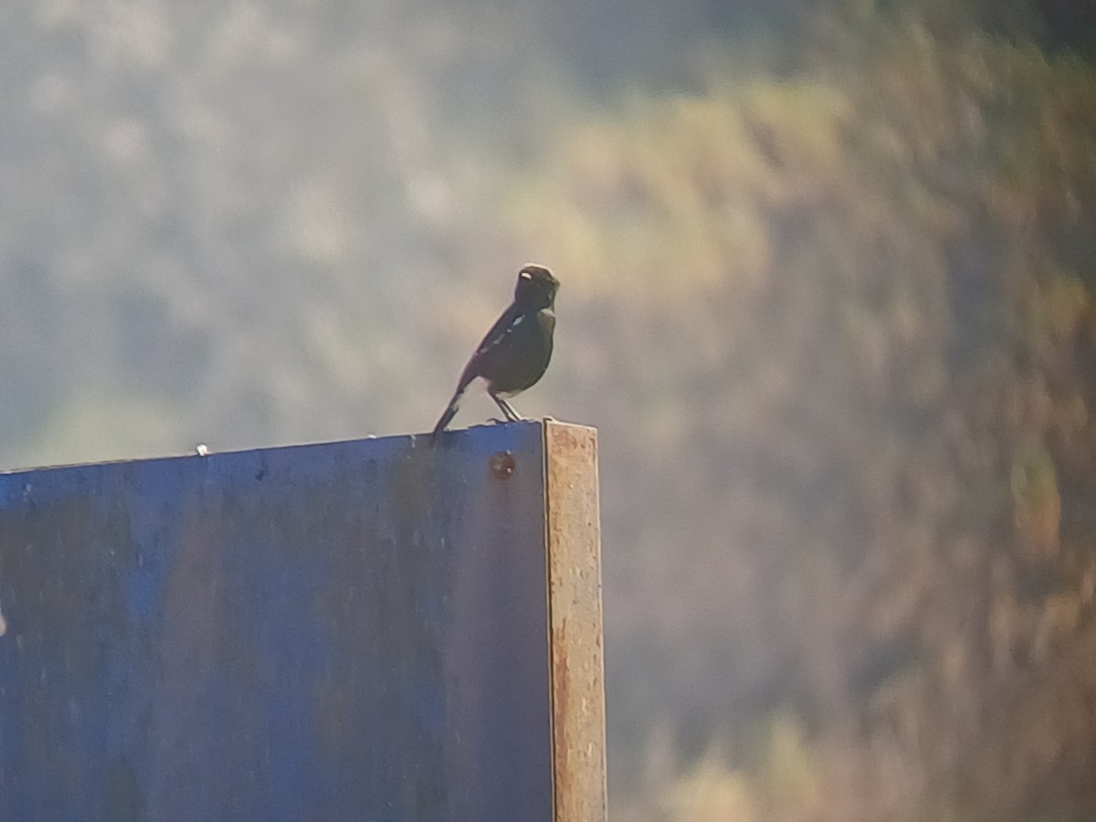 Трав'янка чорна - ML647818850