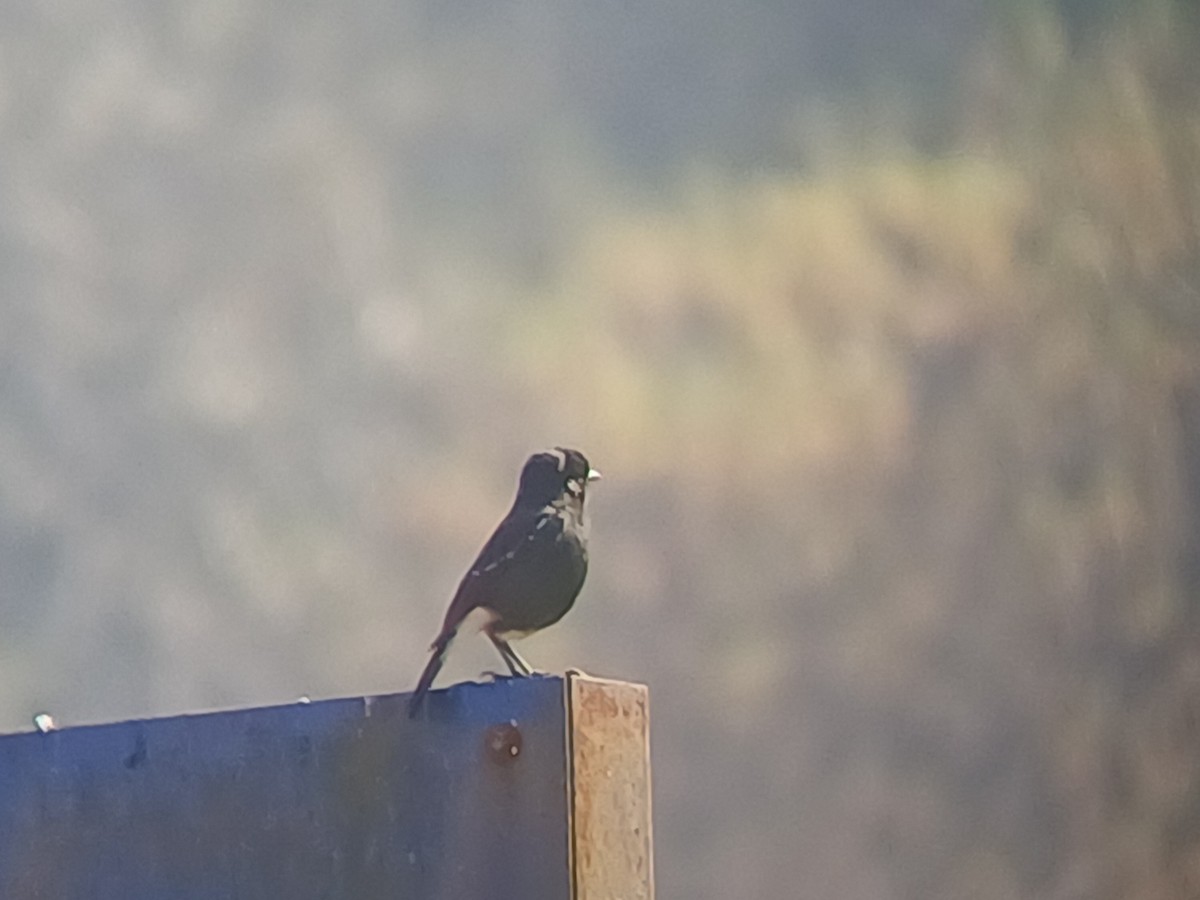 Трав'янка чорна - ML647818851