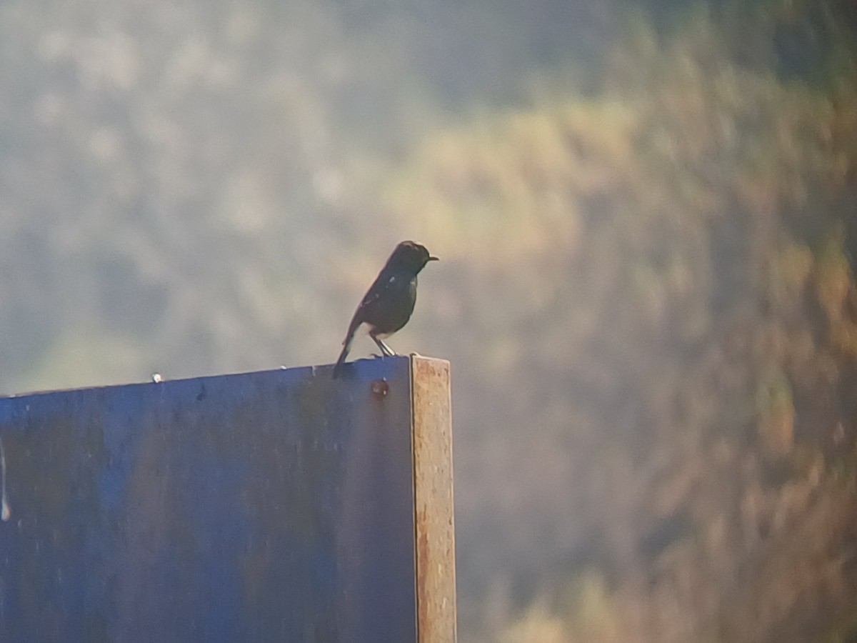 Трав'янка чорна - ML647818852