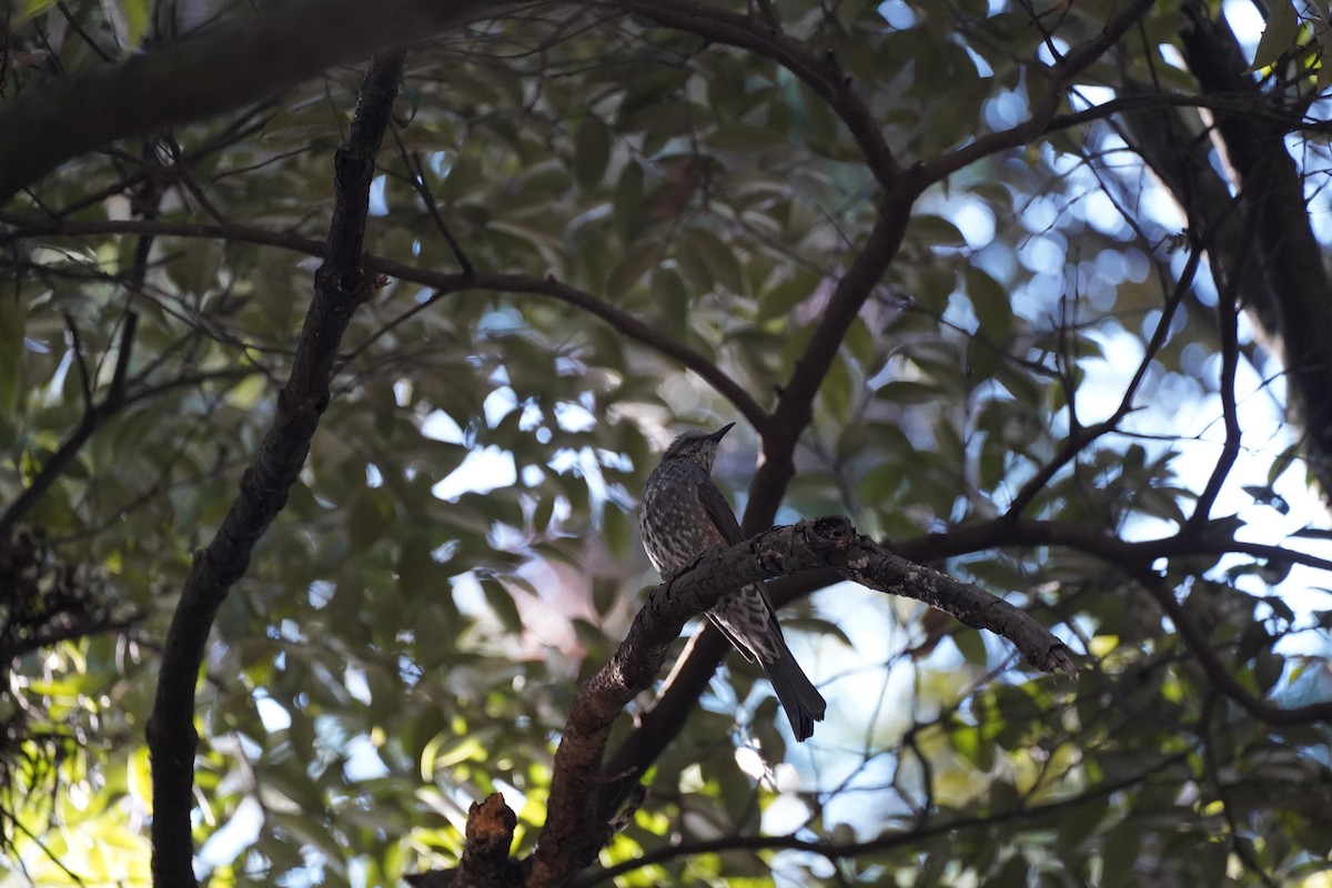 Оливник короткопалий - ML647818853