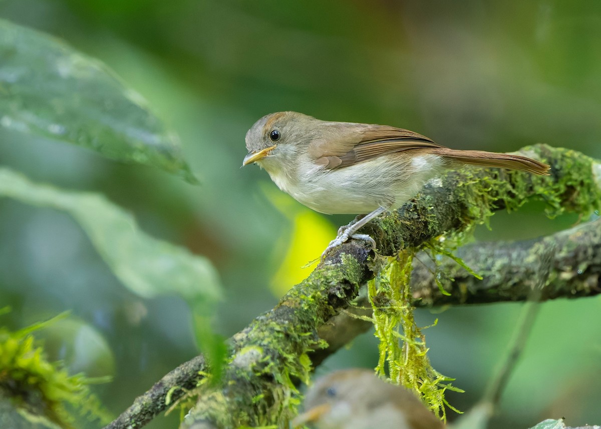 Альципа бурохвоста - ML647818854