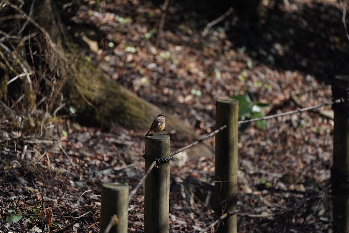 חכלילית סיבירית - ML647818868