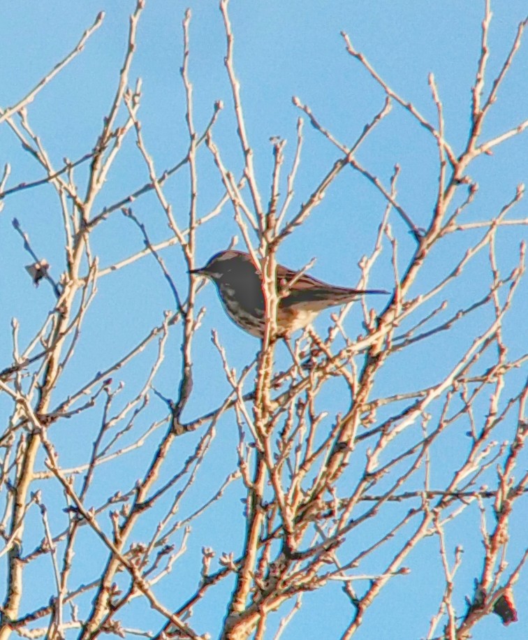 Grive mauvis - ML647818873