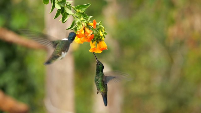 White-necked Jacobin - ML647818898
