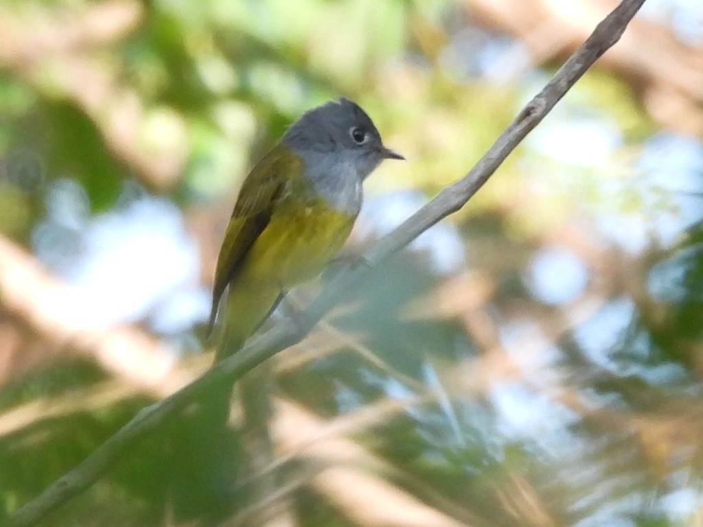 Сероголовая комароловка - ML647818930