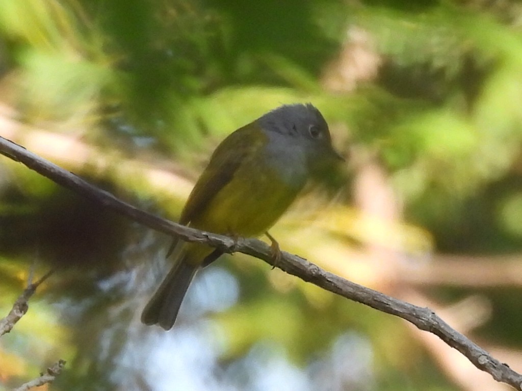 Сероголовая комароловка - ML647818931