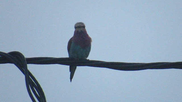 Lilac-breasted Roller - ML647818954