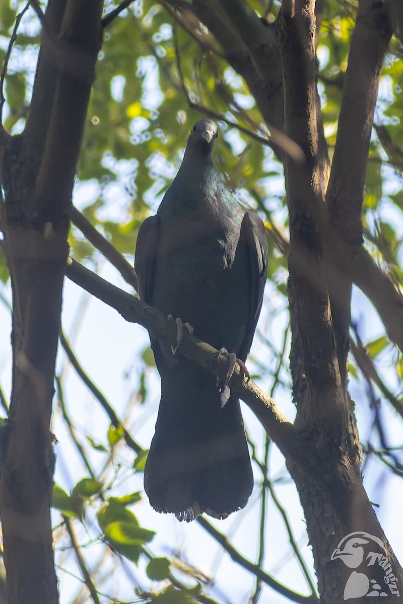 Black Wood-Pigeon - ML647818970