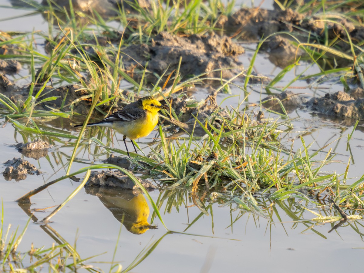 Citrine Wagtail - ML647818971