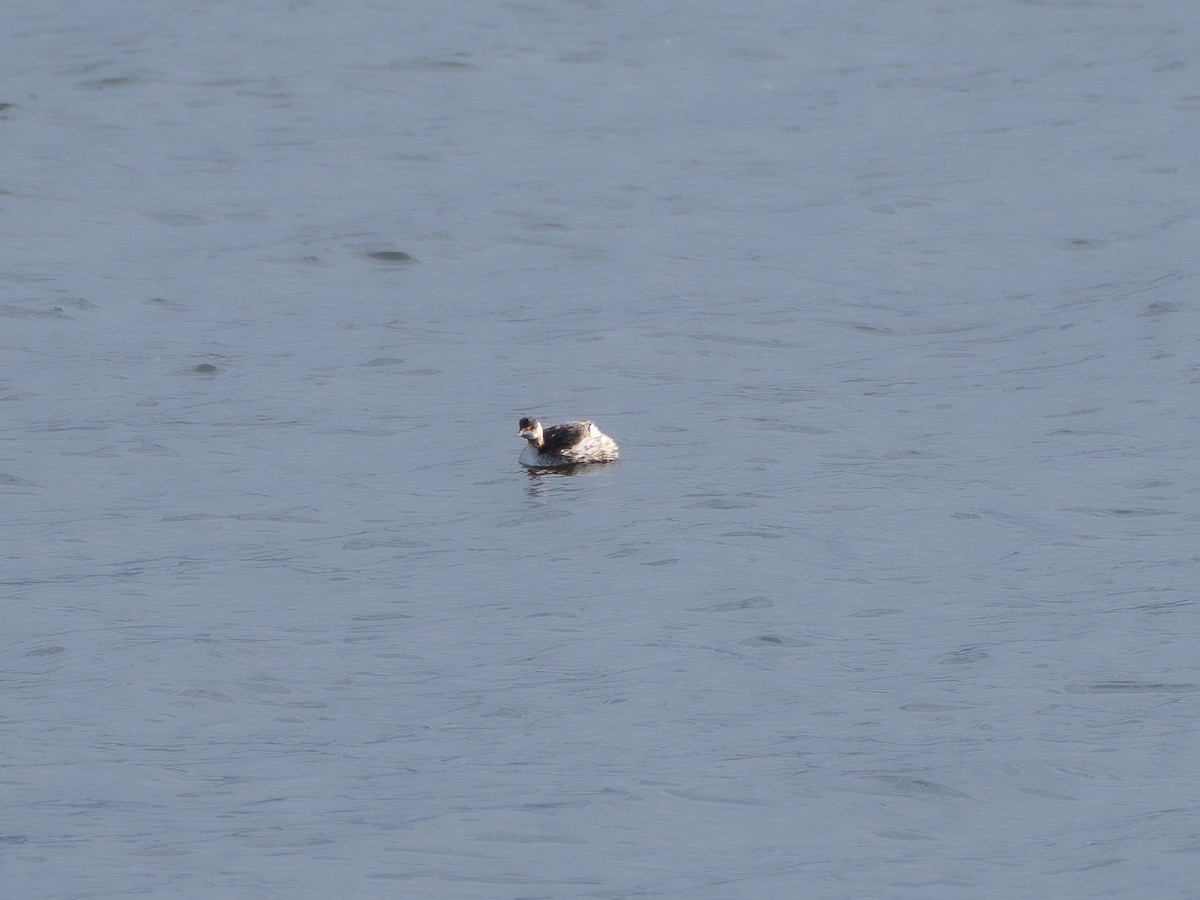 Grèbe à cou noir - ML647819011