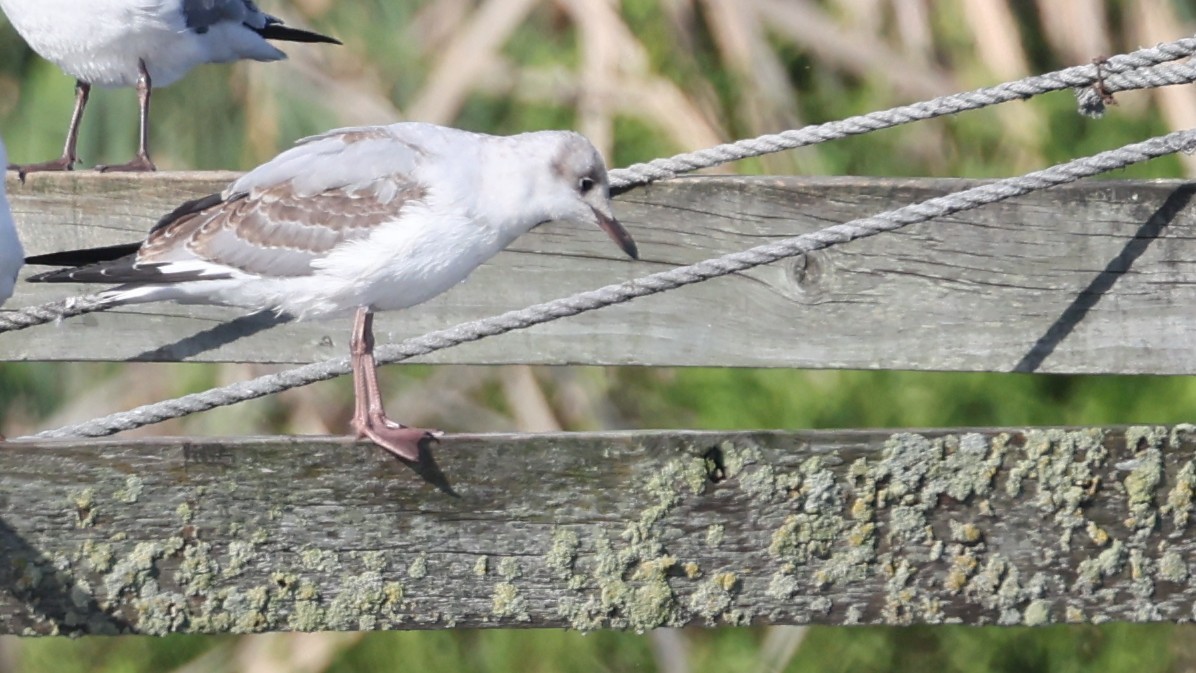 ズアオカモメ - ML647819016