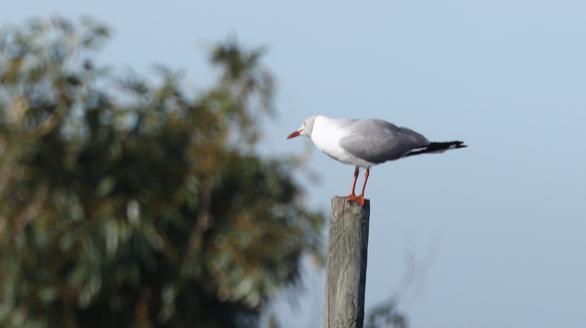 ズアオカモメ - ML647819017