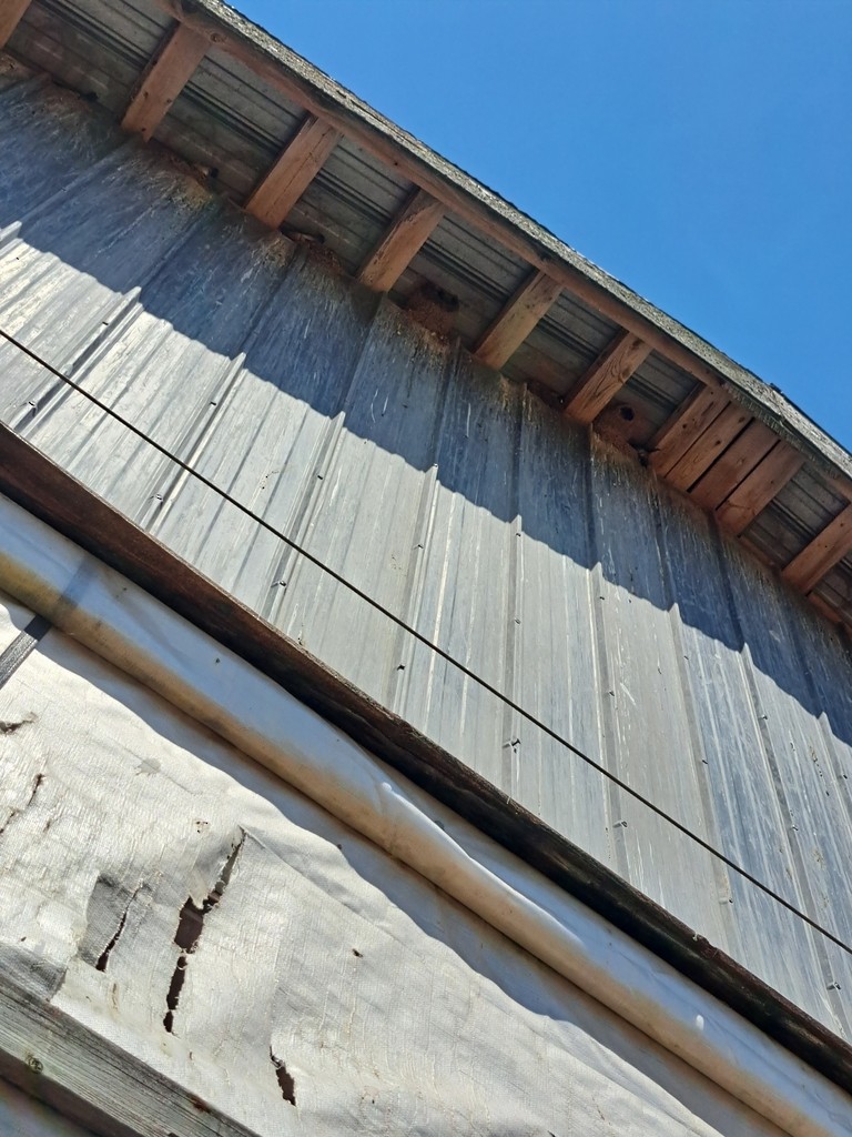 סנונית אמריקנית - ML647819022