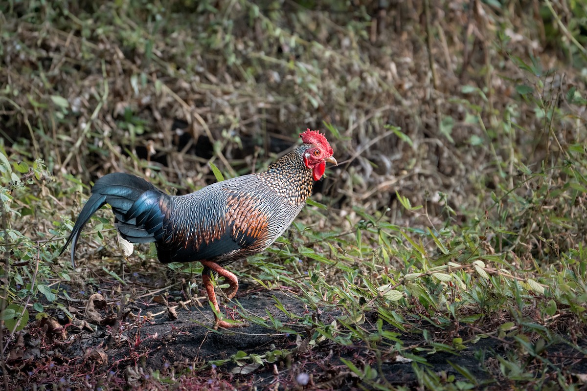 Gray Junglefowl - ML647819048