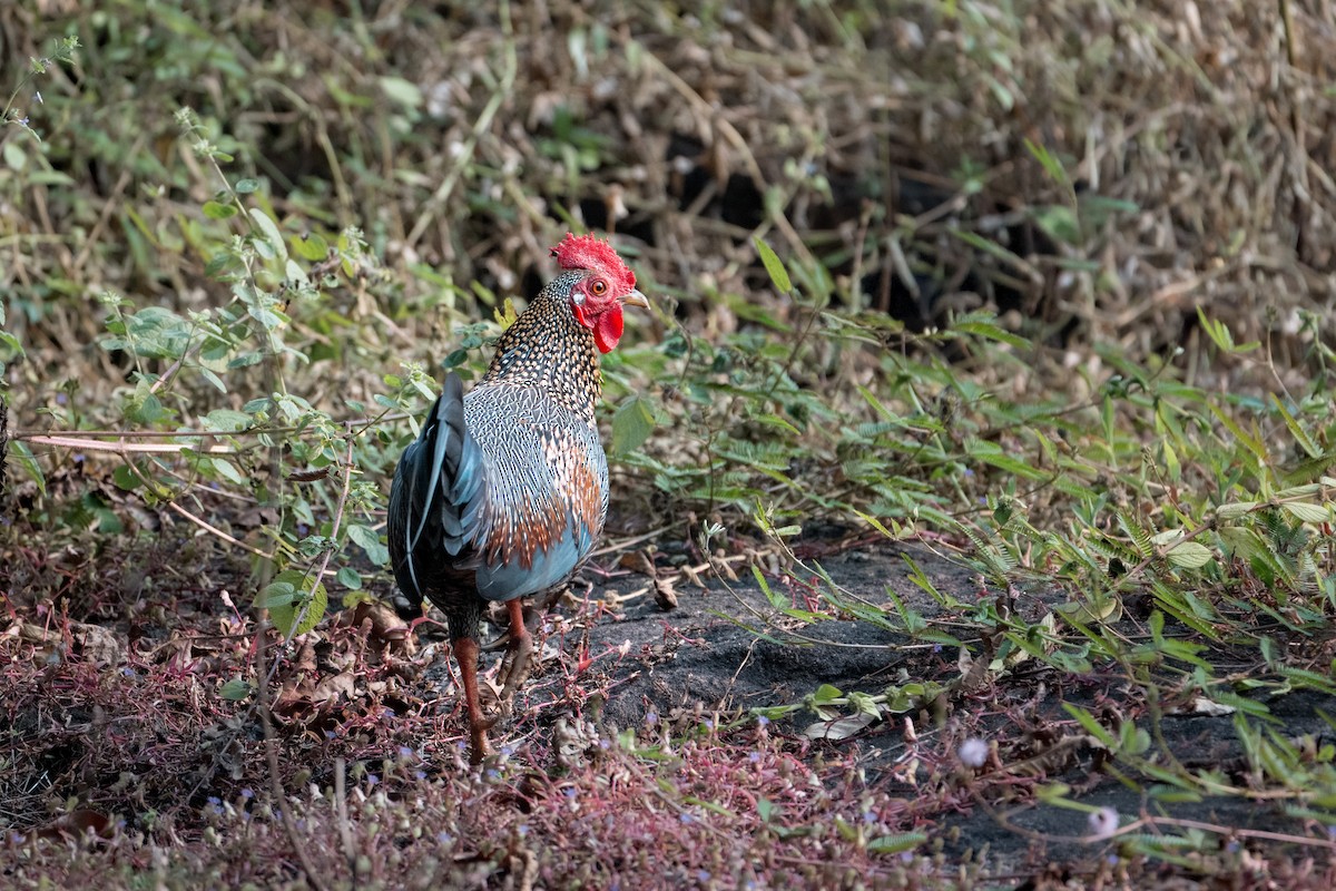 Gray Junglefowl - ML647819049