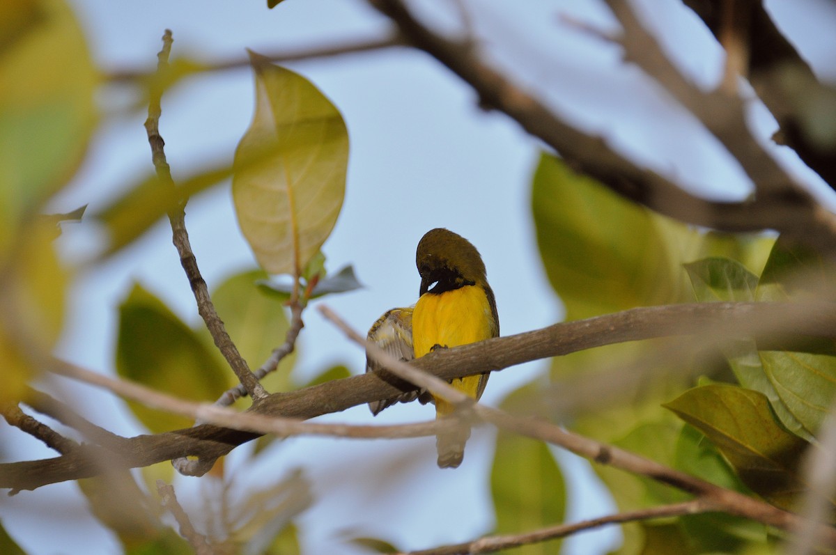 タイヨウチョウ科（タイヨウチョウの種） - ML647819051