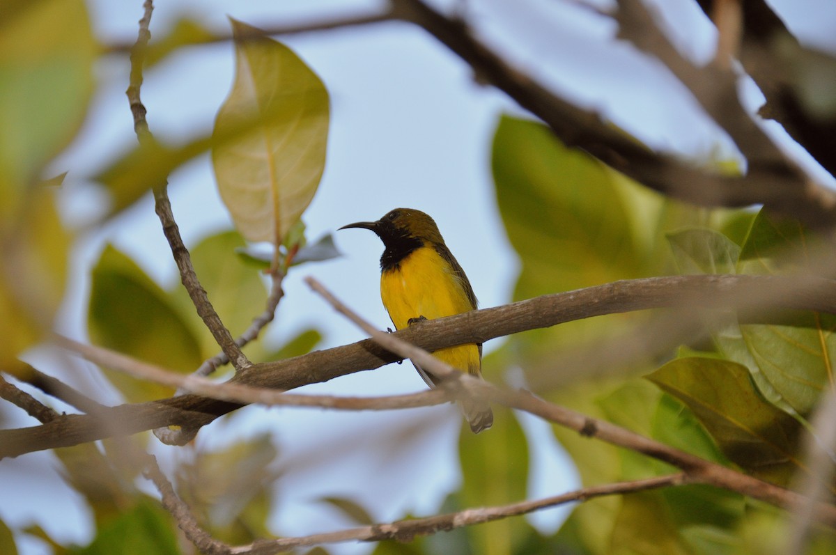 タイヨウチョウ科（タイヨウチョウの種） - ML647819052