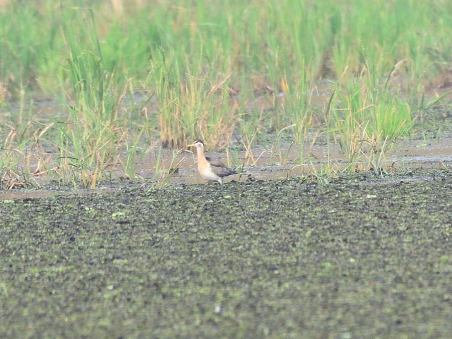 fasanbladhøne - ML647819057