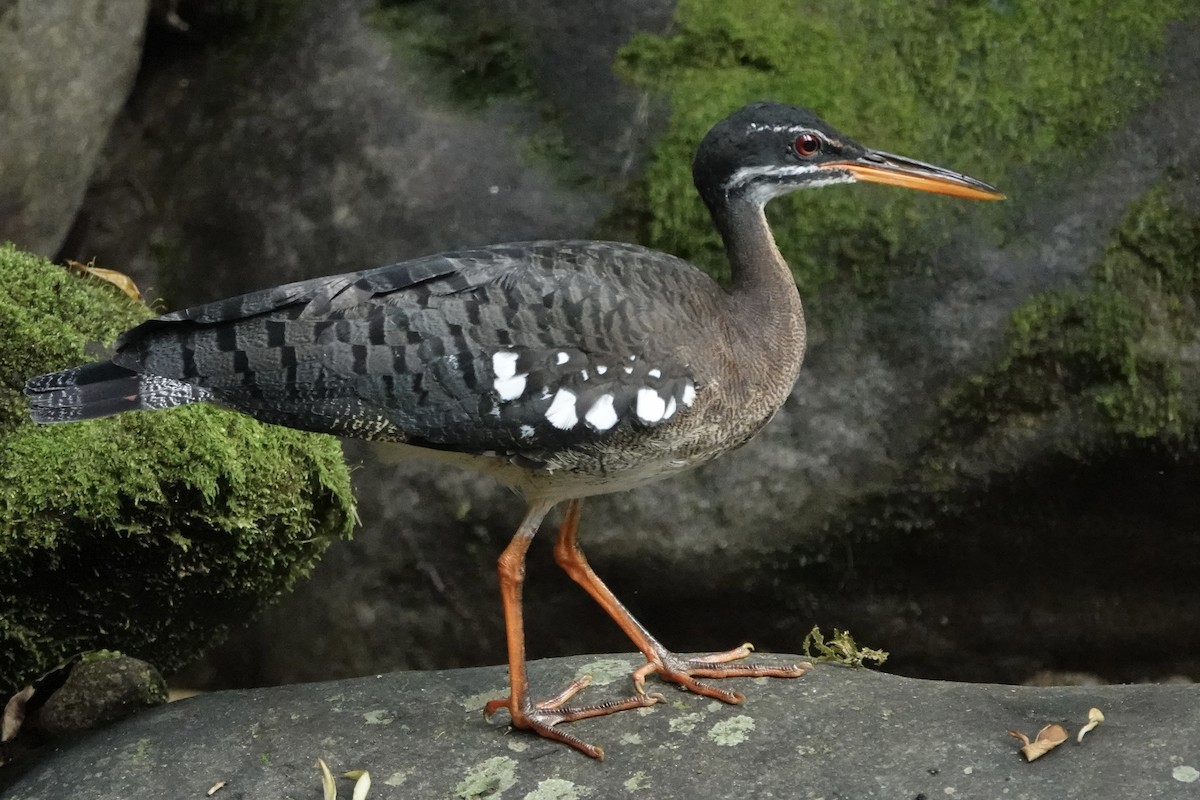 ジャノメドリ - ML647819058