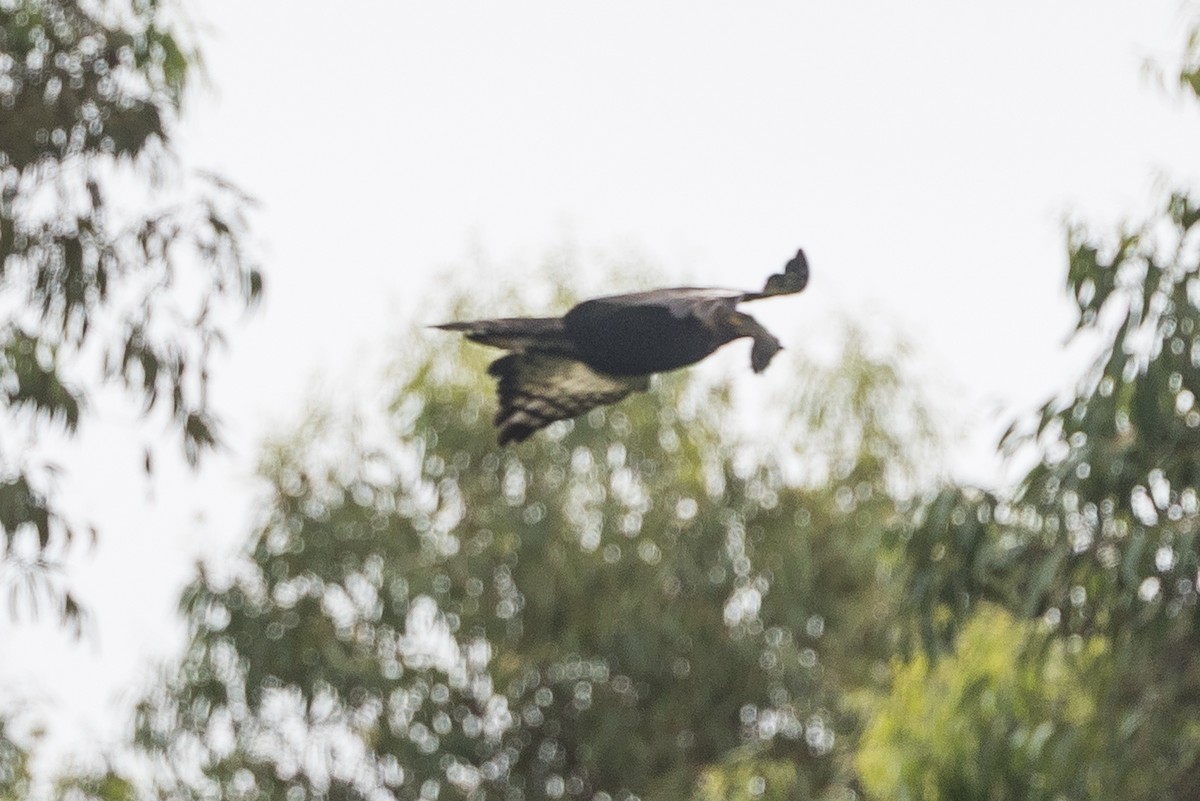 エボシクマタカ - ML647819059