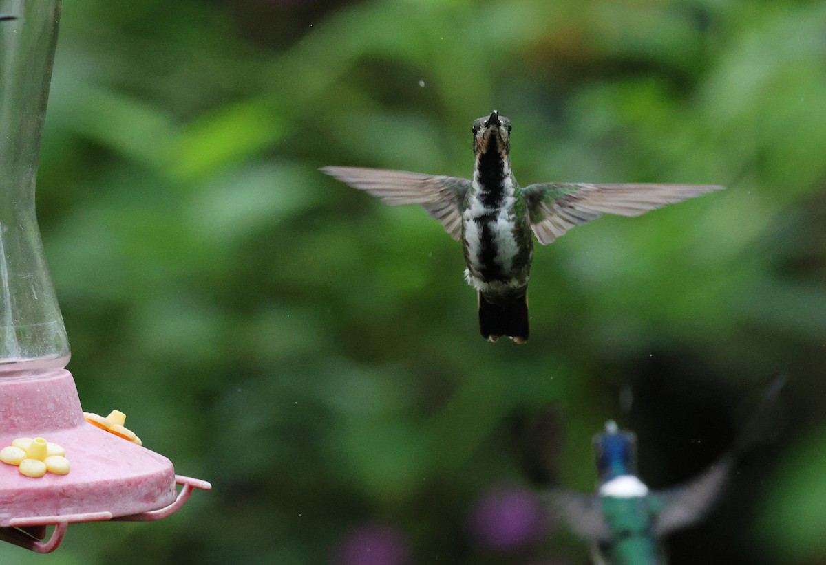 ムナグロマンゴーハチドリ - ML647819061