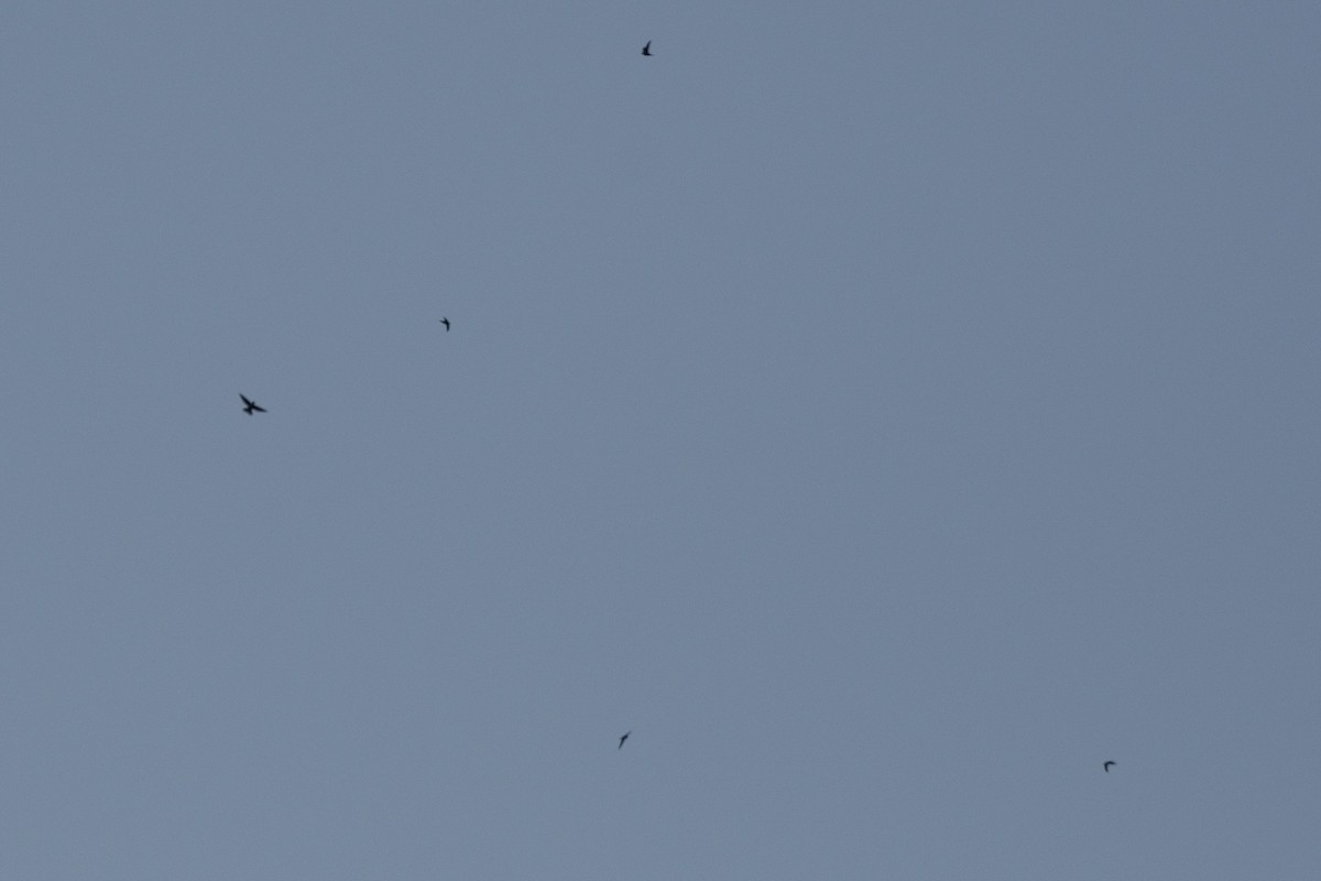 ヒマラヤアナツバメ - ML647819063