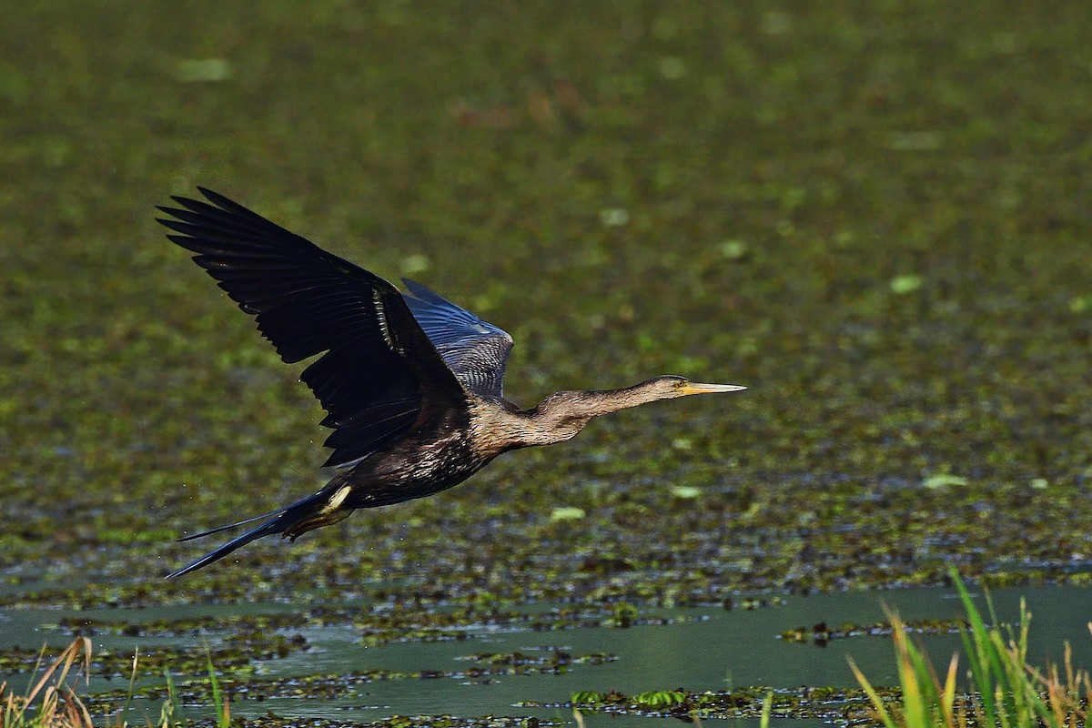 アジアヘビウ - ML647819065