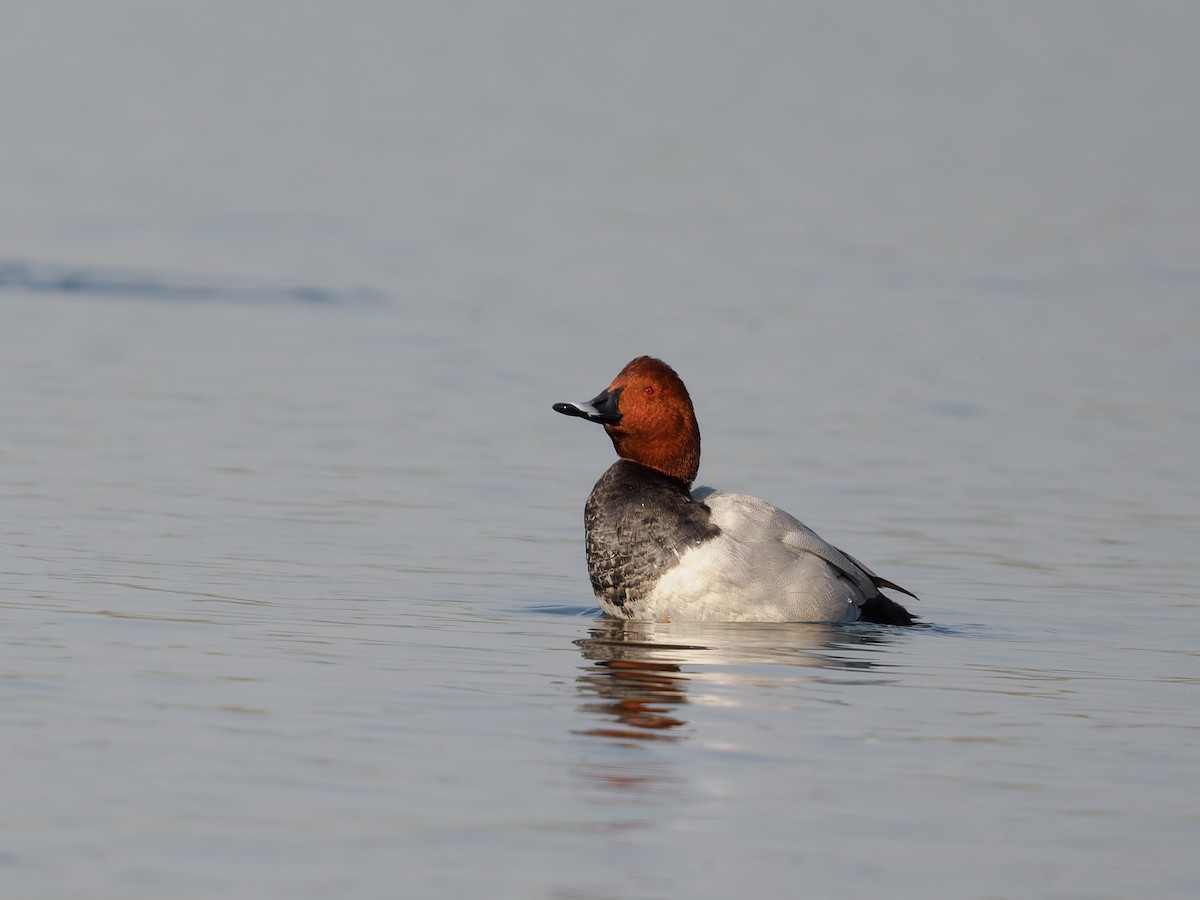 ホシハジロ - ML647819066